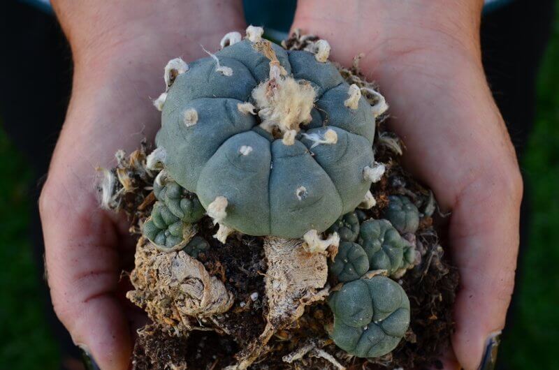 Mutterpflanze Lophophora williamsii peyote